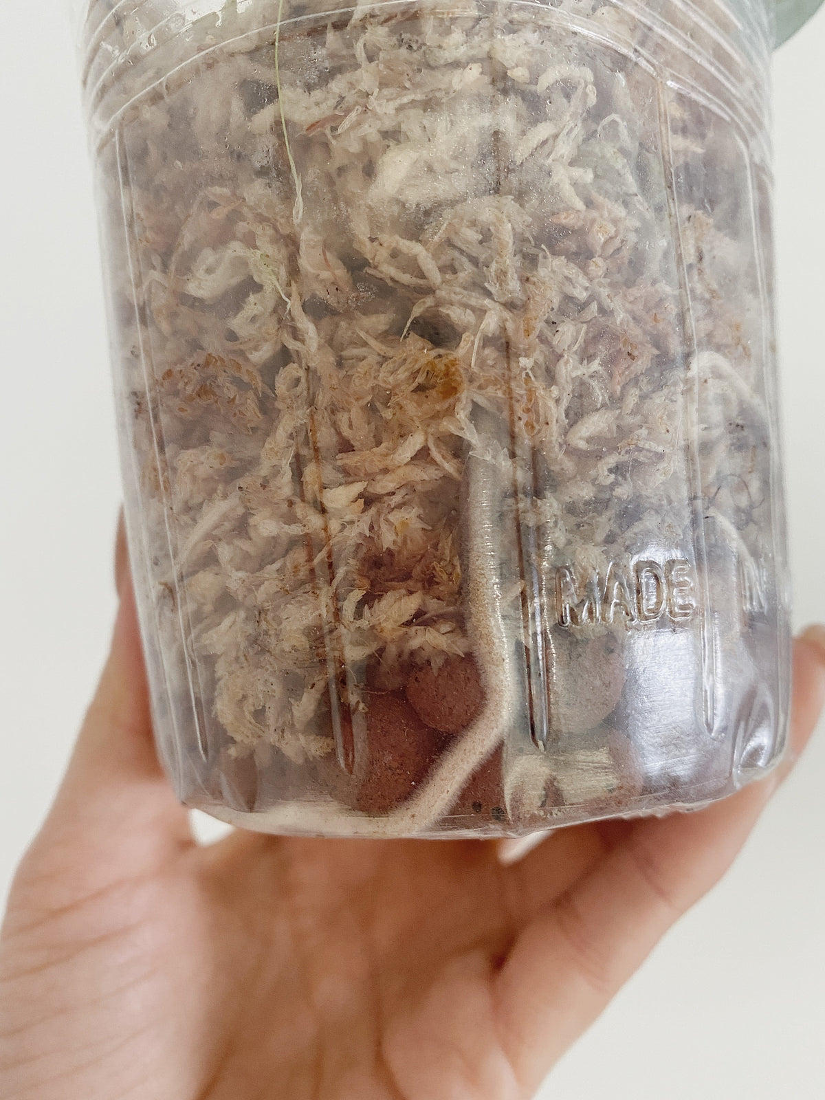 Scindapsus Treubii Dark Form