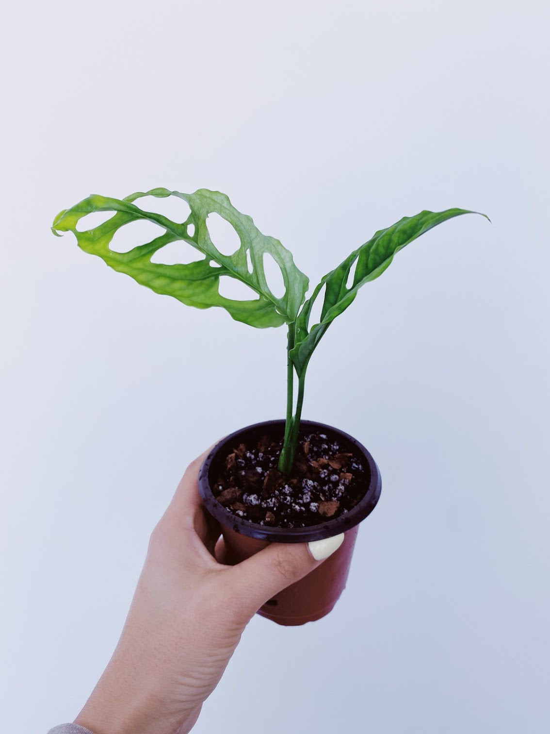 Monstera Obliqua (Peru) Main image
