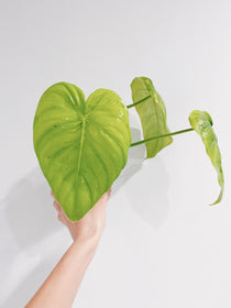 Philodendron Pastazanum