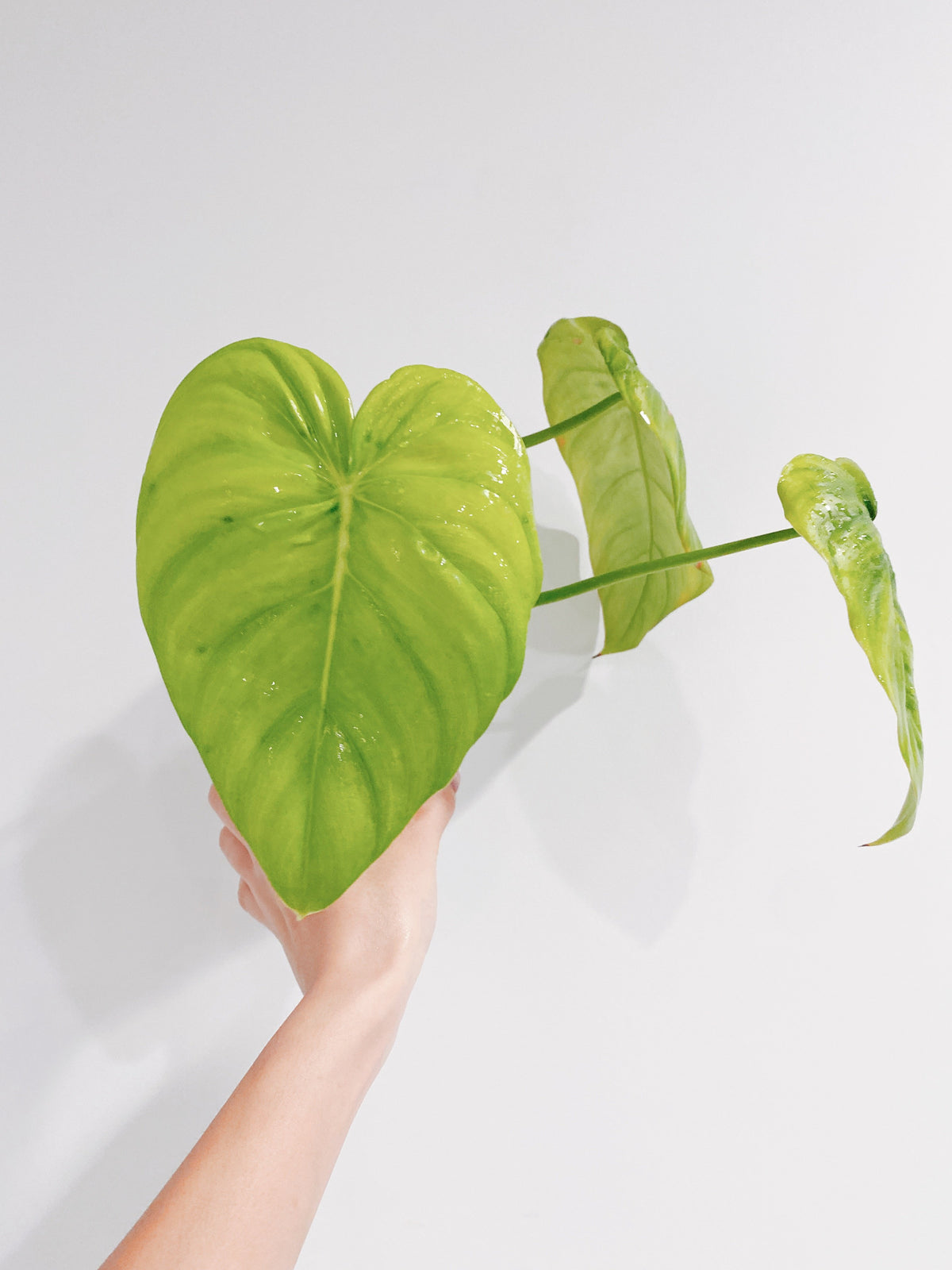 Philodendron Pastazanum