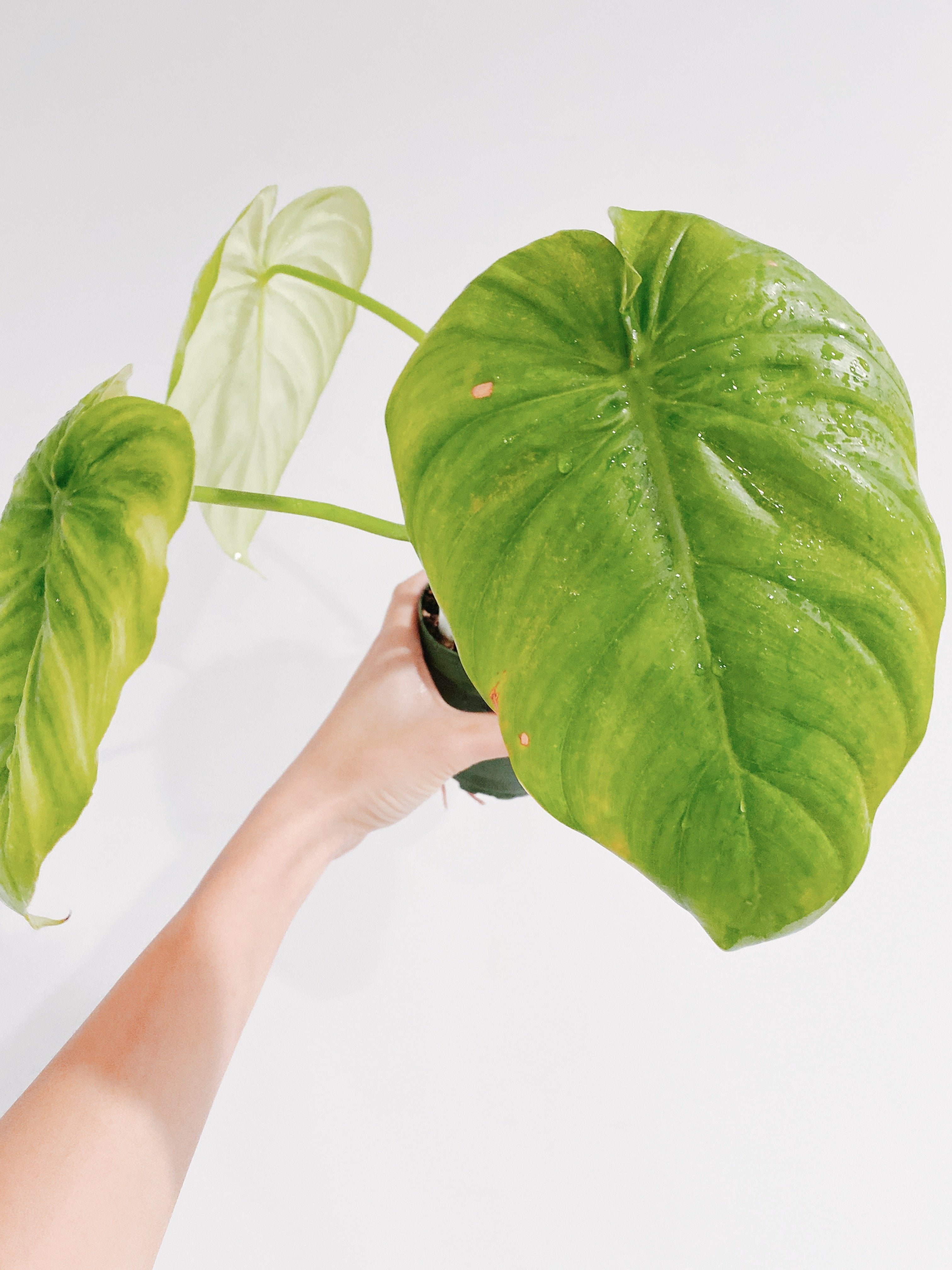 Philodendron Pastazanum Secondary image