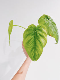 Philodendron Pastazanum