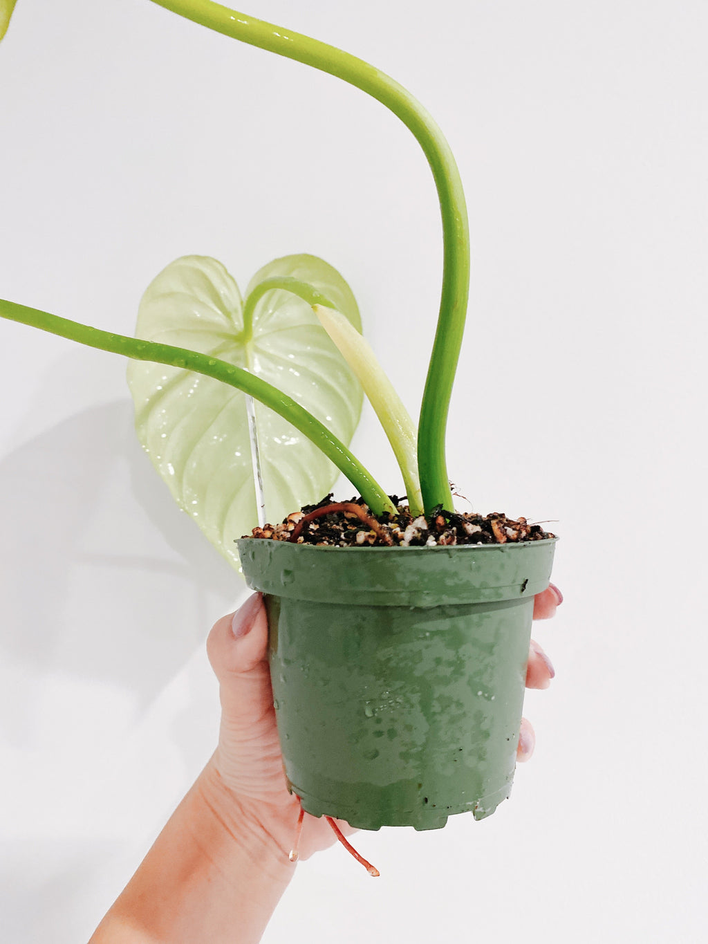 Philodendron Pastazanum