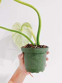Philodendron Pastazanum