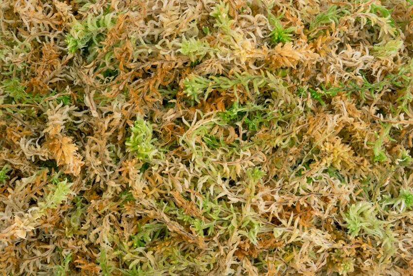 Premium New Zealand Sphagnum Moss 6" Length
