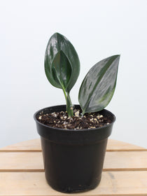 Scindapsus Treubii Dark Form